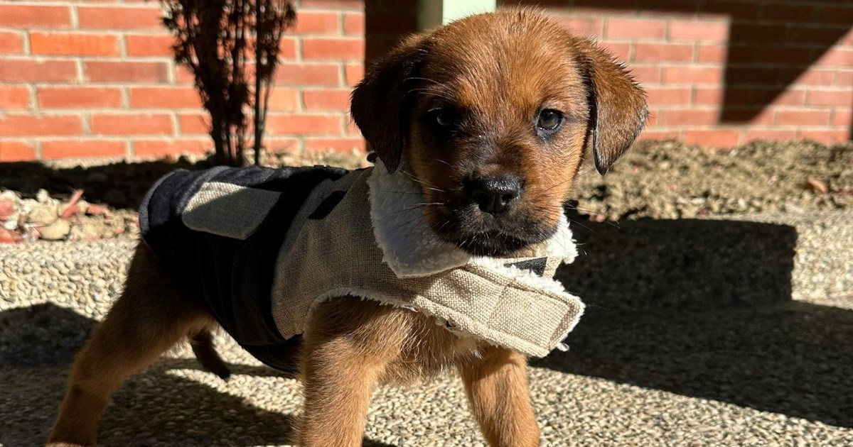 Veseo i umiljat: Presladak Tim traži dom, svoje udomitelje strpljivo čeka u Sisku