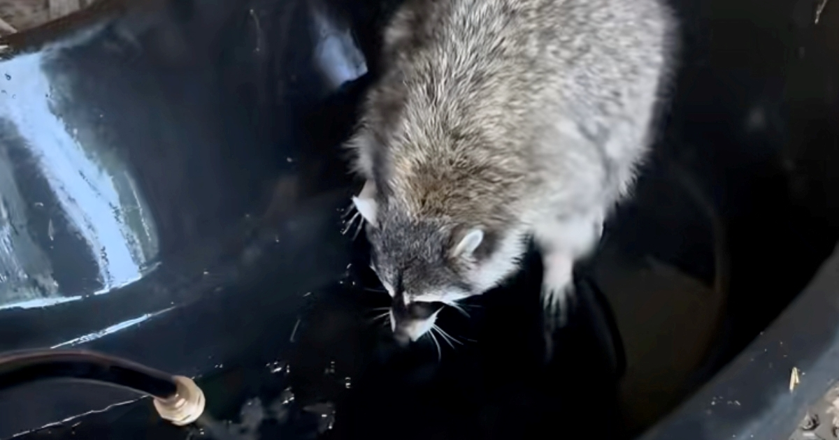 Rakun poludi od sreće kad mu vlasnica kaže da je vrijeme za kupanje