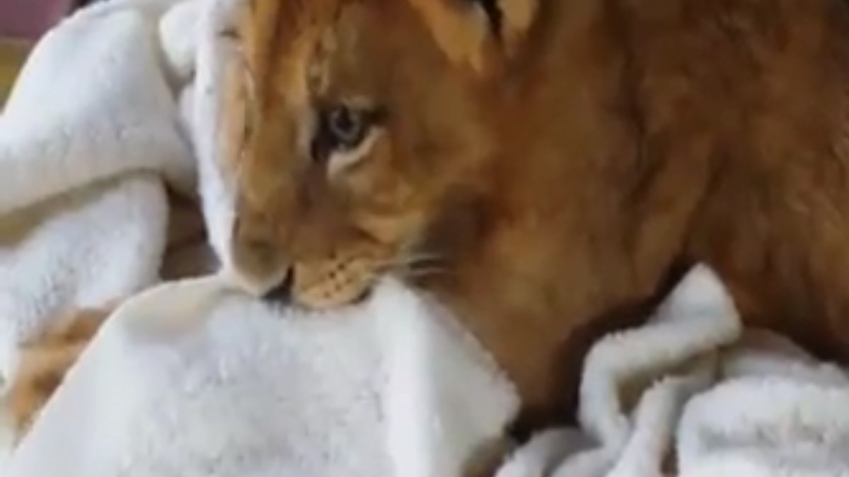 Spašeni lav spava na način koji slama i najtvrđa srca