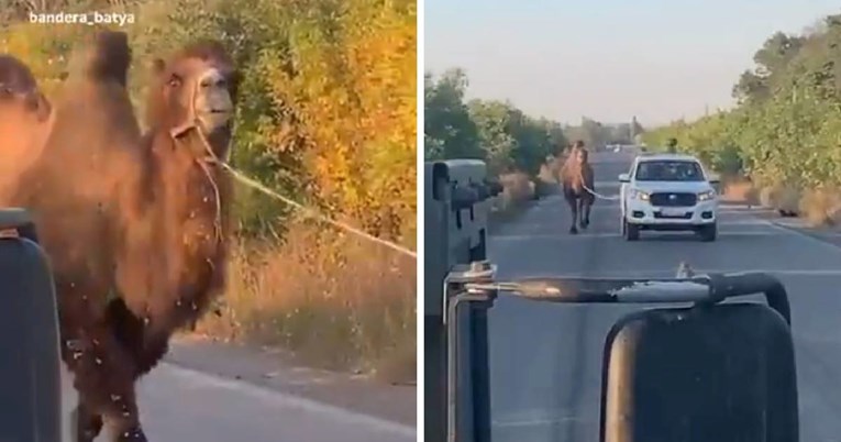 VIDEO Rusi u napadima koriste deve. Član Dume: To je potpuno normalno