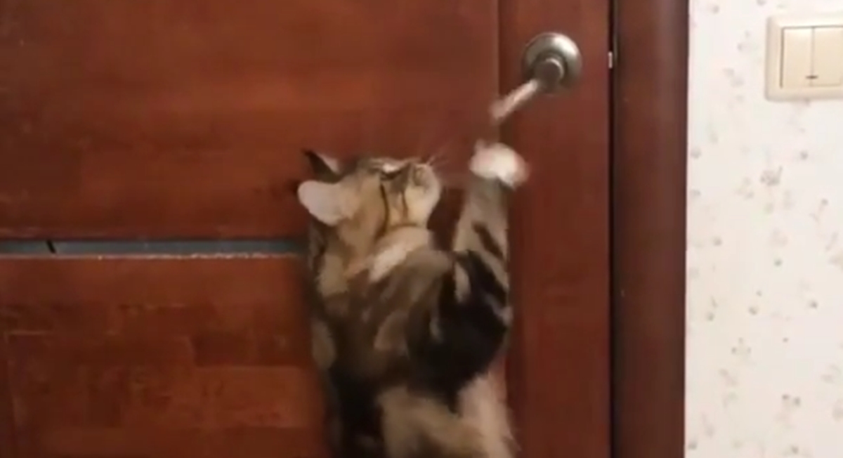 Video mačka koji želi izaći iz kuće hit je na internetu