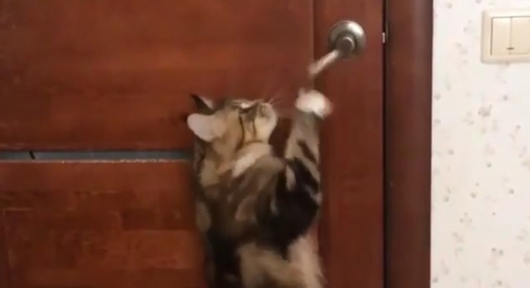 Video mačka koji želi izaći iz kuće hit je na internetu