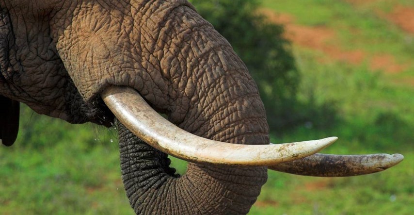Evolucija na djelu: Slonice u Africi zbog krivolova s vremenom izgubile kljove