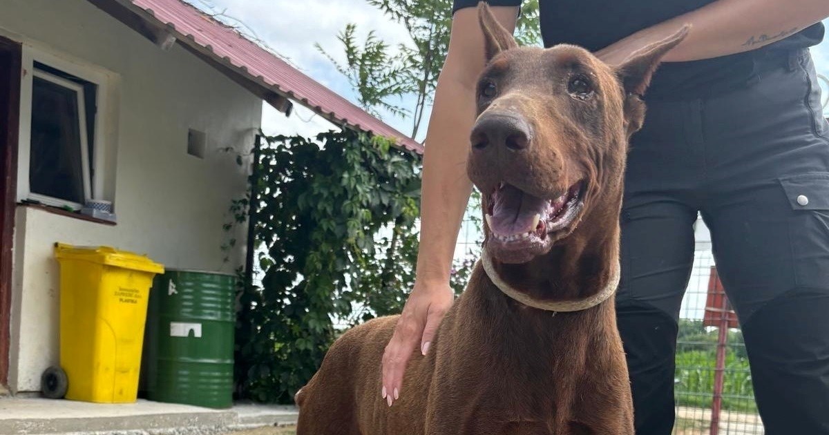 Vlasnica je napustila kuću, a Tysona ostavila vezanog lancem u praznom dvorištu