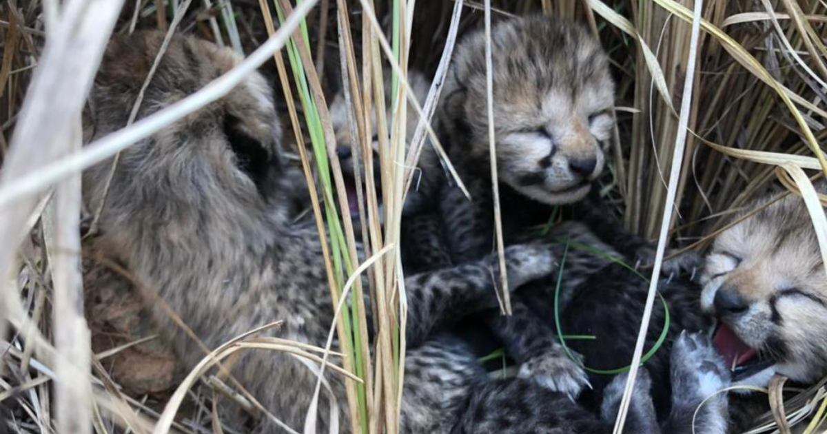 70 godina nakon što su ih tamo proglasili izumrlima, u Indiji rođeni mladunci geparda