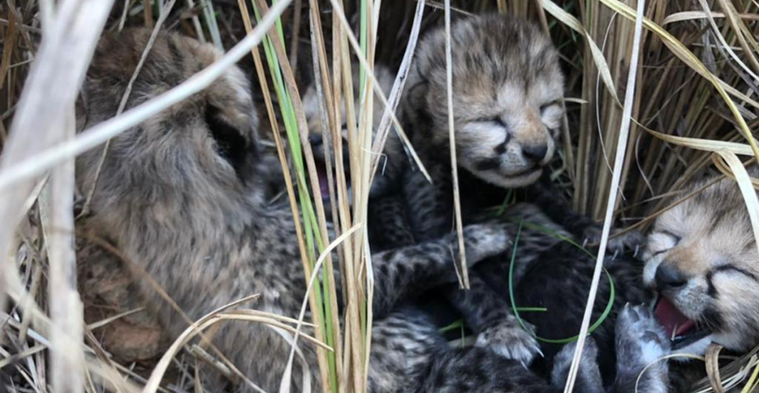 70 godina nakon što su ih tamo proglasili izumrlima, u Indiji rođeni mladunci geparda