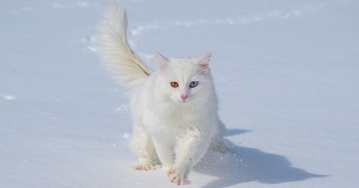 FOTO Mačke u Turskoj uživaju u snijegu