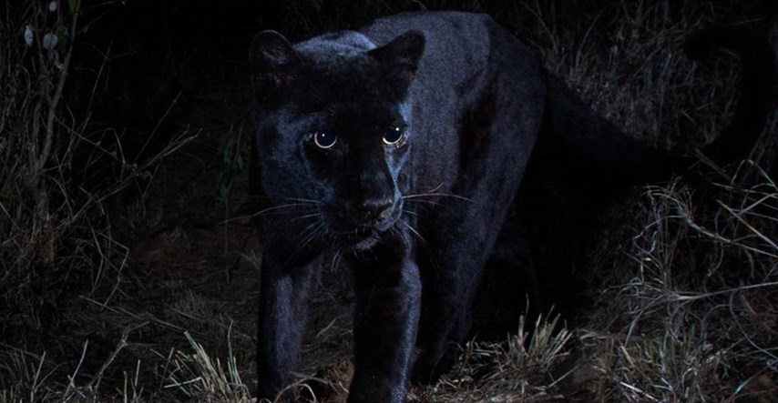 Pogledajte prvu snimku afričkog crnog leoparda u posljednjih 100 godina