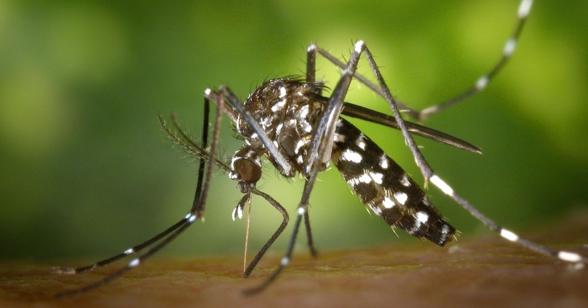 U Italiji se širi virus Zapadnog Nila, dvoje mrtvih ove godine