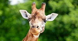 Seksualni život žirafa je mnogo čudniji nego što smo mislili