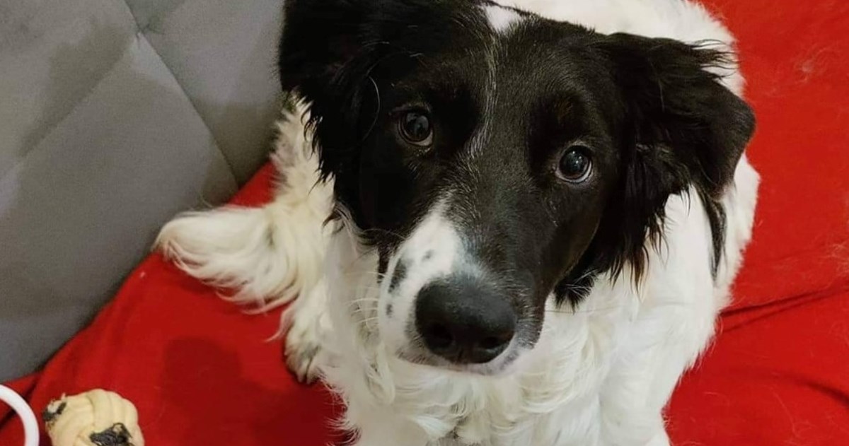 Preslatki psić Jadro u Zagrebu čeka da ga netko udomi