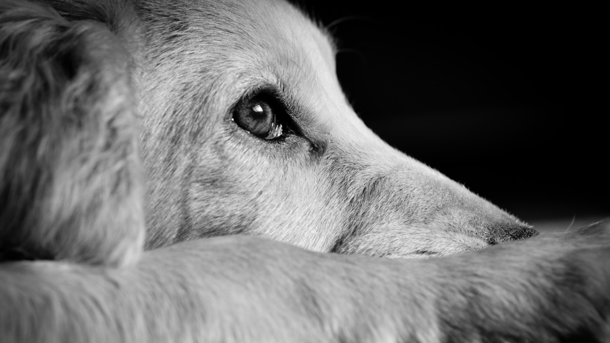 VIDEO Napušten i uplašen, nije htio nikome prići, ali ovi ljudi nisu odustali