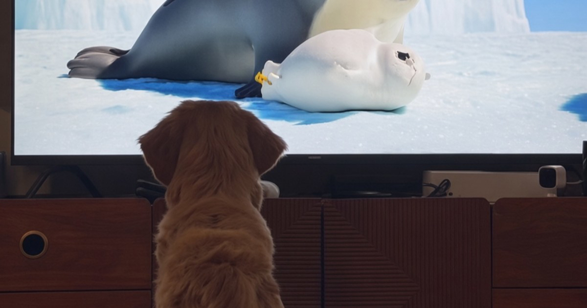 Zlatni retriver oduševljeno gleda seriju prilagođenu psima, presladak je 🥹
