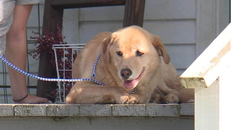 Labradorica otišla na put dug 80 kilometara, iznenadit će vas zašto