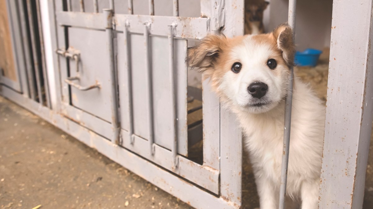 Ovo je mjesec udomljavanja pasa iz skloništa u Americi. Hoćemo im se pridružiti