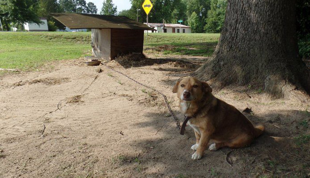 Upoznajte psa koji je saznao što je sreća nekoliko tjedana prije kraja svog života
