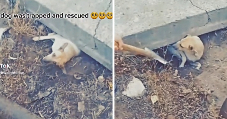 Na psa se srušio zid i nije se mogao izvući. Ljudi su kopali zemlju da mu pomognu