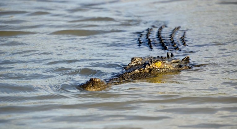 Čovjek u Australiji bježao od policije, skočio u rijeku punu krokodila. Sad ga traže 