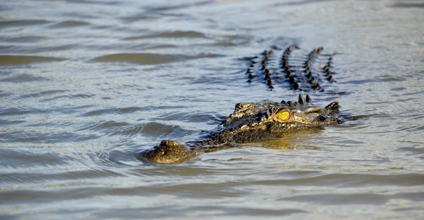 Čovjek u Australiji bježao od policije, skočio u rijeku punu krokodila. Sad ga traže