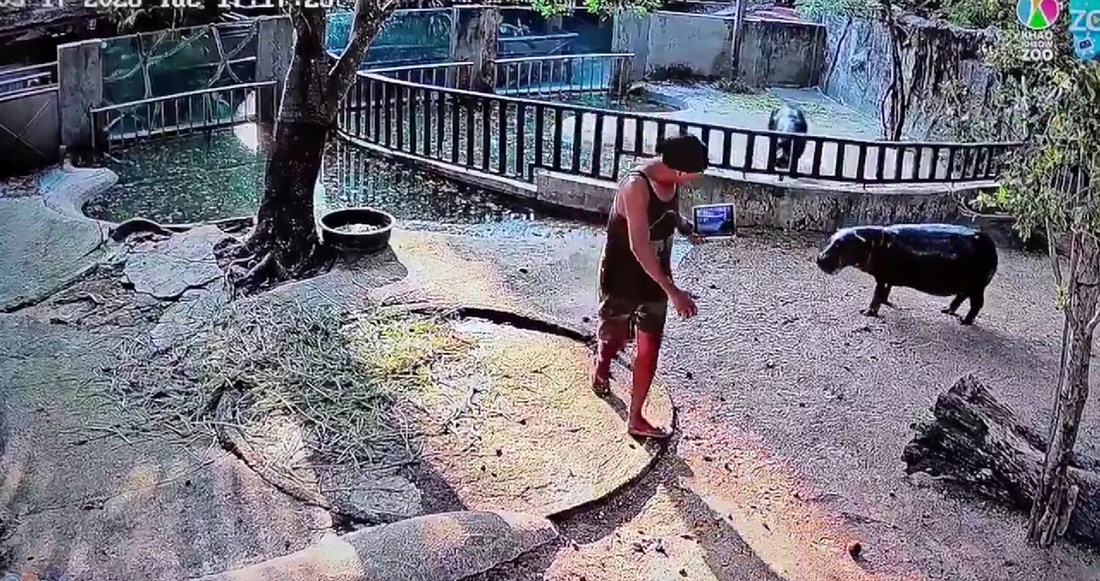 Turist uznemirio slavnu vodenkonjicu Moo Deng, prijeti mu zatvor i novčana kazna