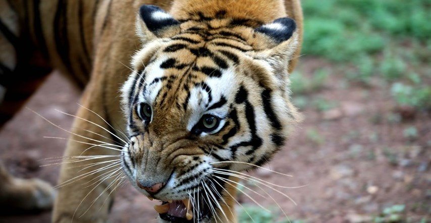 Tigar u Indiji u dvije godine ubio osmero ljudi, traje lov na njega