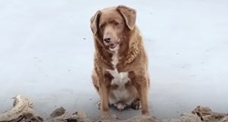 Bobi, najstariji pas na svijetu, napunio je 31. godinu