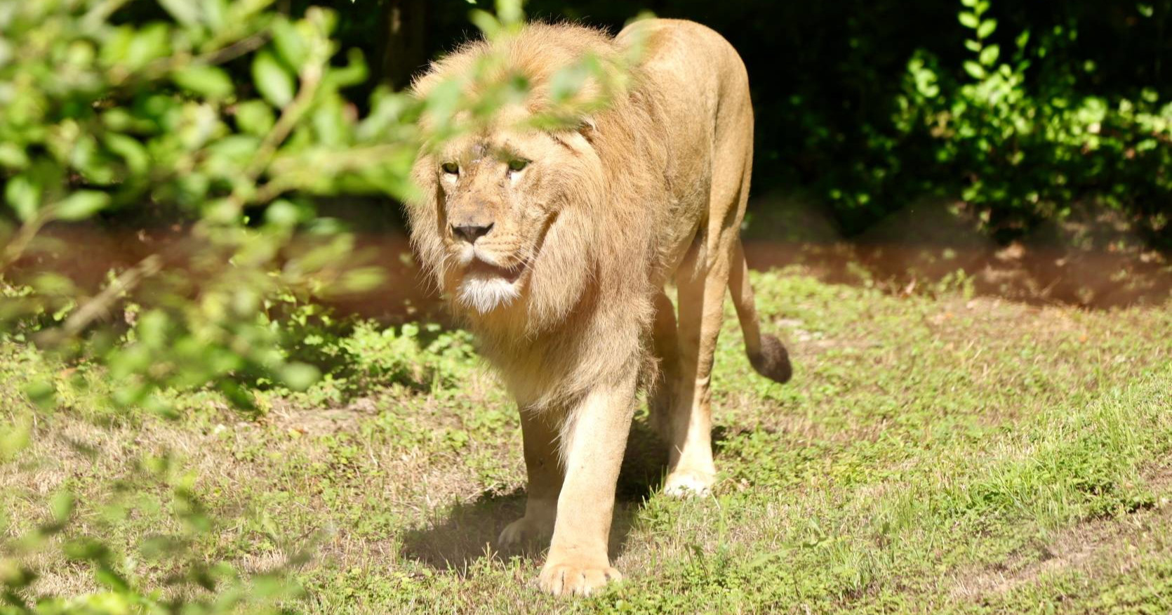 VIDEO I FOTO Par afričkih lavova stigao u zagrebački ZOO. Zovu se Uganda i Tyria