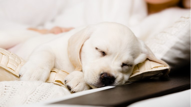 Znate li koliko psi spavaju u prosjeku?