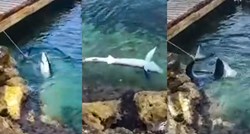 Proširila se snimka zavezanog morskog psa na Lošinju. Ne radi se o zlostavljanju