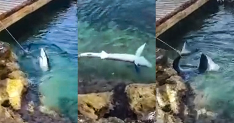 Proširila se snimka zavezanog morskog psa na Lošinju. Ne radi se o zlostavljanju