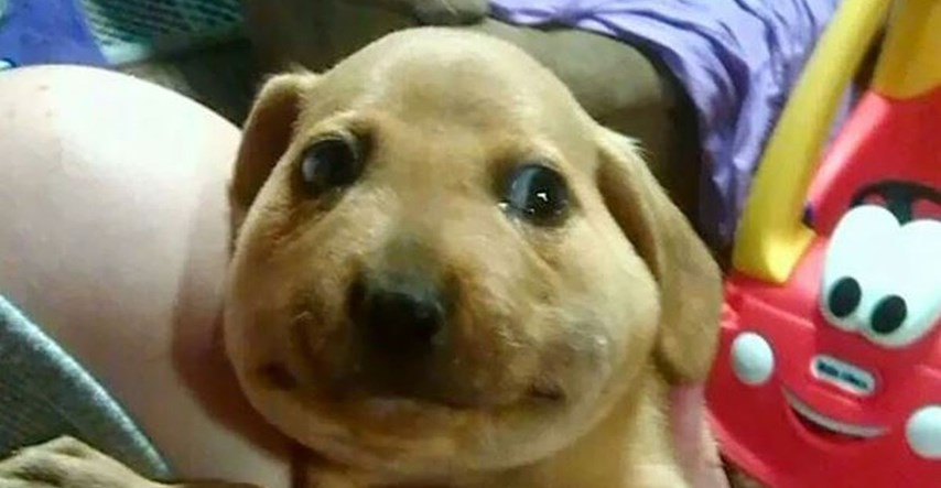 Vlasnici na internetu dijele smiješne fotke svojih pasa nakon što ih je ubola pčela