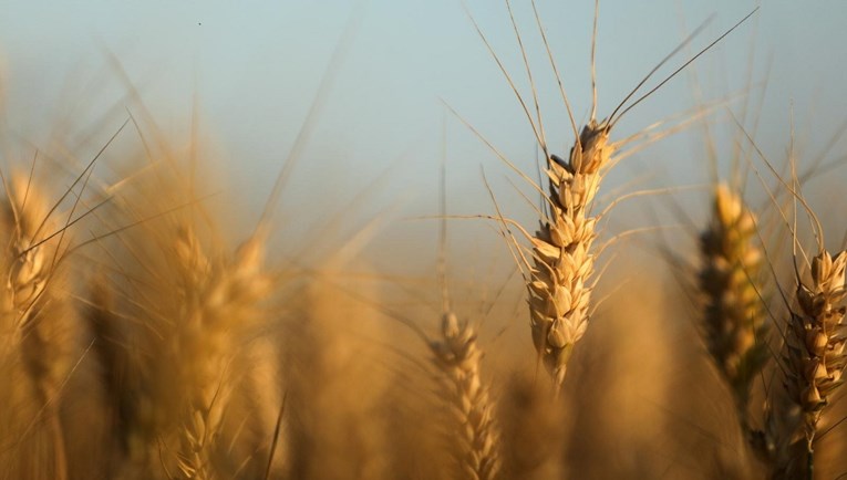 Očekuje se rast cijena poljoprivrednih proizvoda