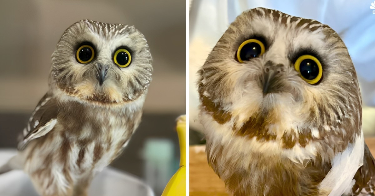 Sićušna sova postala internetska zvijezda, pogledajte kako je mala 🥹