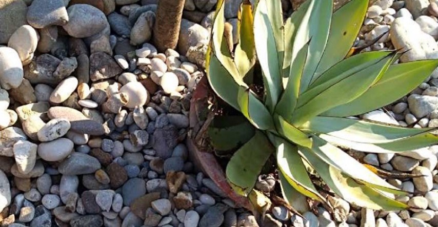 Opljačkan Botanički vrt u Zagrebu, lopovi ukrali kaktus vrijedan 10.000 kuna