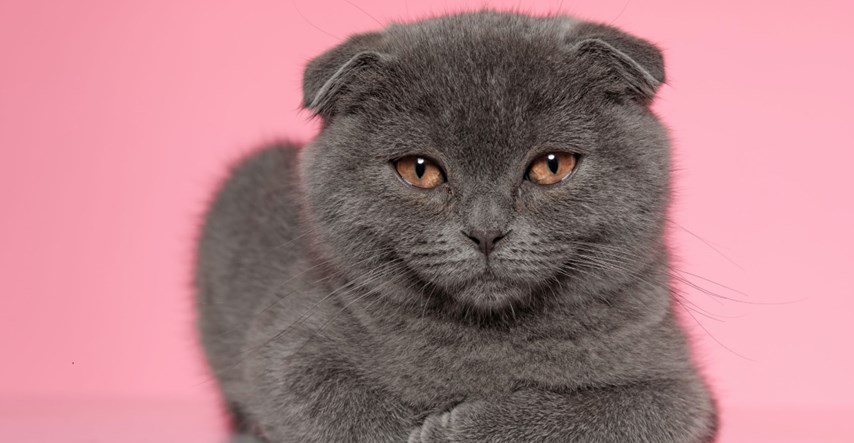 Ruskinja prodaje mačka za 800 tisuća kuna. Tvrdi da ispunjava tri želje