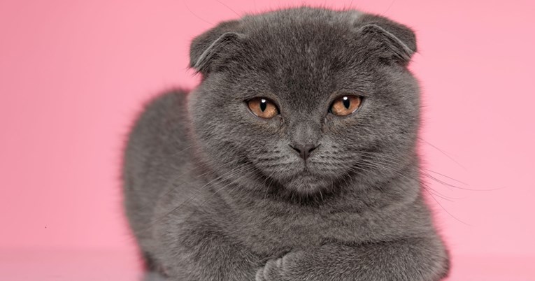 Ruskinja prodaje mačka za 800 tisuća kuna. Tvrdi da ispunjava tri želje