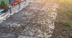 U Hrvatskoj zabranjen pesticid zbog kojega je došlo do pomora pčela 2020.