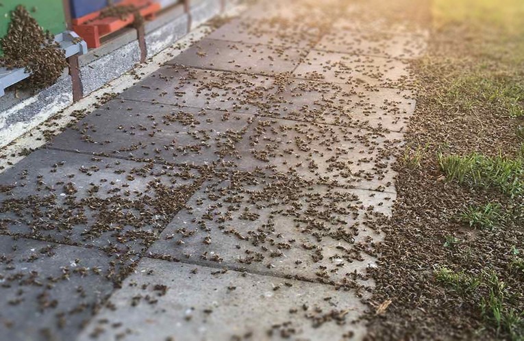 U Međimurju potrovani deseci milijuna pčela, pčelari nam otkrili na što sumnjaju