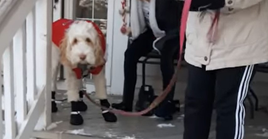 Zbunjeni pas pokušava hodati u cipelama za snijeg i to izgleda presmiješno