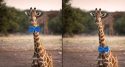 Ljudi žustro raspravljaju kako bi žirafa trebala nositi mašnu, što vi mislite?