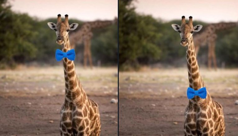 Ljudi žustro raspravljaju kako bi žirafa trebala nositi mašnu, što vi mislite?