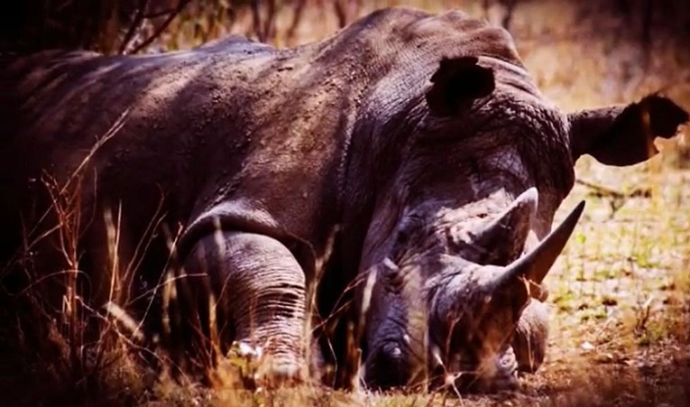 Uginuo najstariji nosorog na svijetu