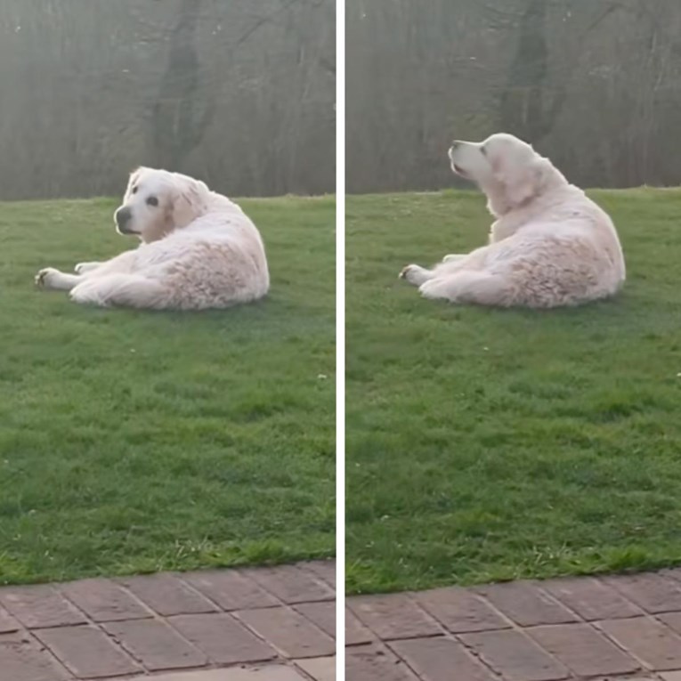 Svaki put kad je tužan, vlasnica psu pusti omiljenu pjesmu. On odmah postaje sretniji