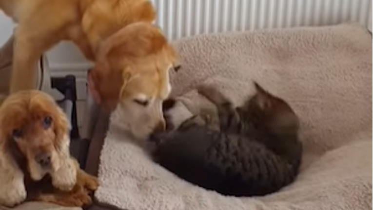 Pas pokušao istjerati mačku iz svog kreveta na urnebesan način