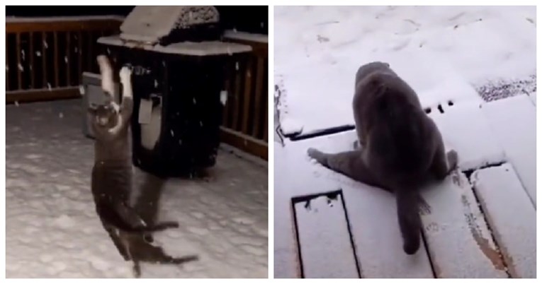 VIDEO 2.7 milijuna pregleda: Pogledajte kako se mačke zabavljaju u snijegu