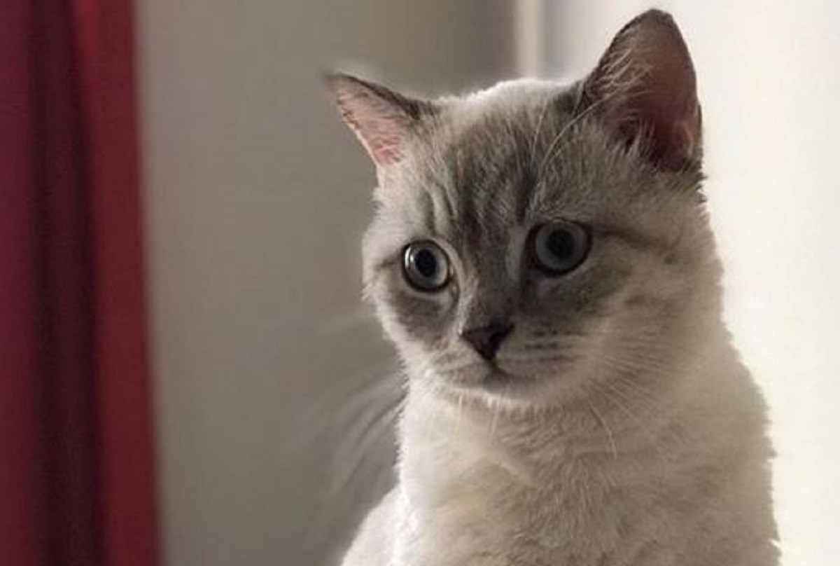 Psihoterapeutkinja potrošila tisuće funti na sudski spor zbog mačke