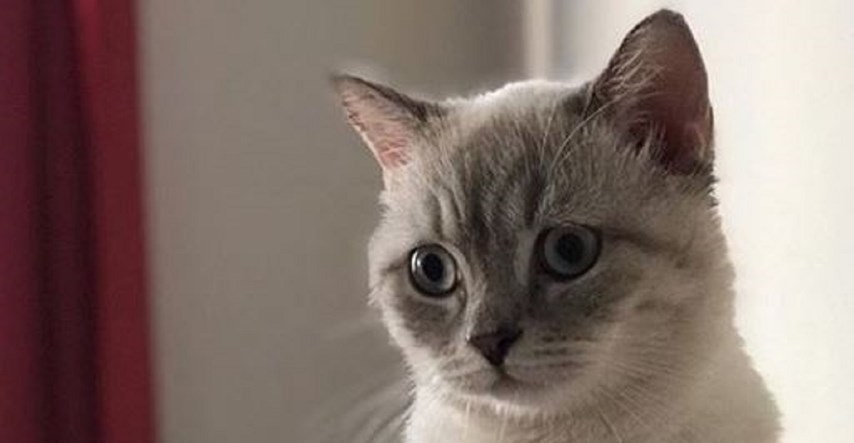 Psihoterapeutkinja potrošila tisuće funti na sudski spor zbog mačke