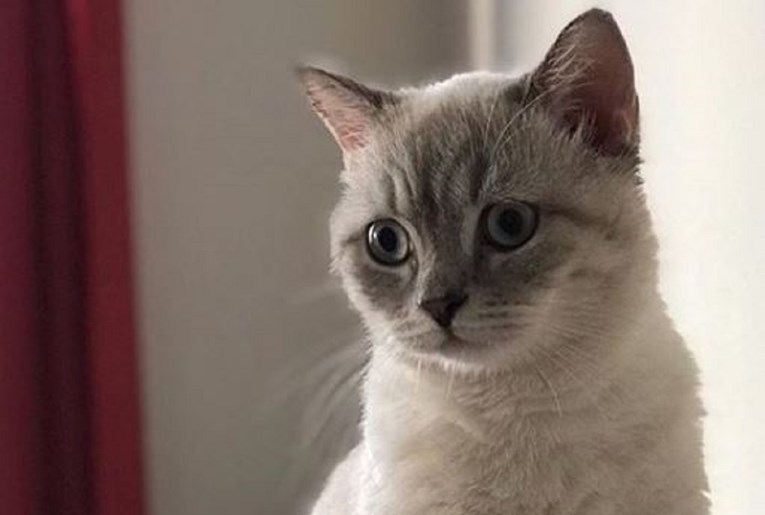Psihoterapeutkinja potrošila tisuće funti na sudski spor zbog mačke