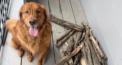 Pas ima veliku kolekciju štapova, a razlog zbog kojeg ih skuplja će vas raznježiti