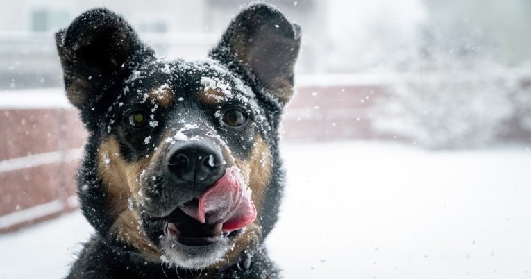 Kada je prehladno za šetnju sa psom?